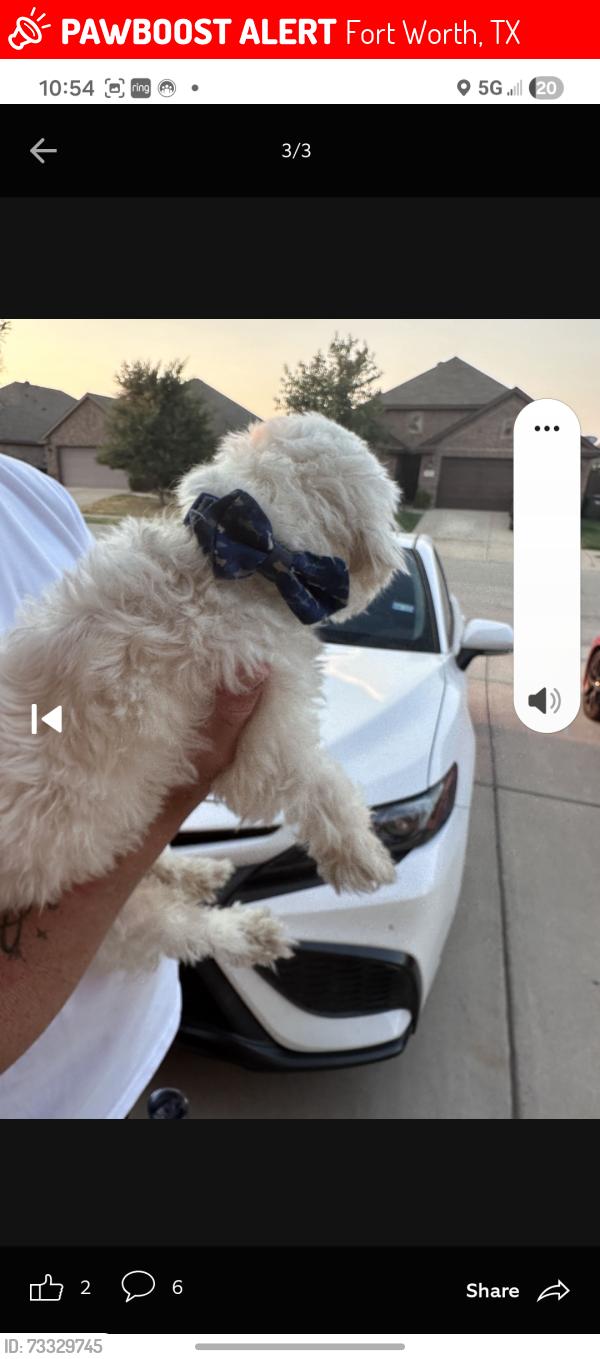 Lost Male Dog last seen McCart and Risinger, Fort Worth, TX 76123