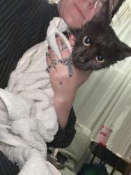 Reunited Female Cat last seen Rippey and Euclid, Pittsburgh, PA 15206