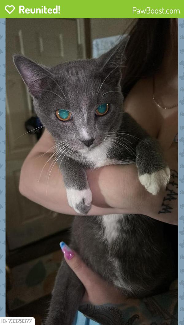 Reunited Male Cat last seen Near N 5th street, Cabot, AR 72023