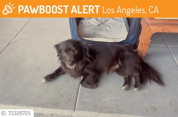 Found/Stray Male Dog last seen Venice blvd & Virginia rd., Los Angeles, CA 90034