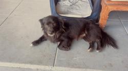 Found/Stray Male Dog last seen Venice blvd & Virginia rd., Los Angeles, CA 90034