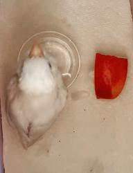 Found/Stray Unknown Bird last seen Lagunita, Laguna Beach, CA 92651