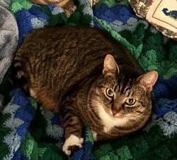 Reunited Female Cat last seen Near NE Beech St, Portland, OR 97212, USA, Portland, OR 97212