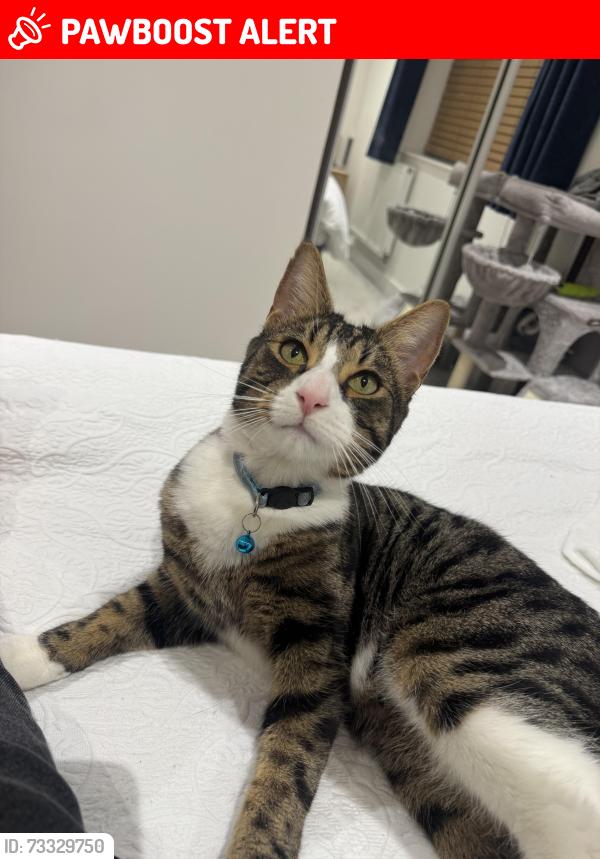 Lost Male Cat last seen Haskins, Hampshire, England SO18 3AG
