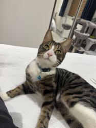 Lost Male Cat last seen Haskins, Hampshire, England SO18 3AG