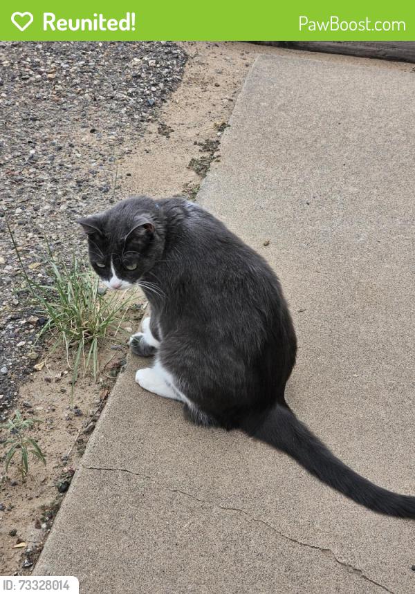 Reunited Female Cat last seen Pesos loop and Sunflower Dr SW Rio Rancho, Rio Rancho, NM 87124