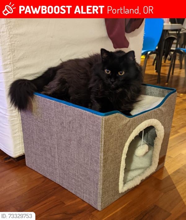 Lost Female Cat last seen Madison & 36th, Portland, OR 97214
