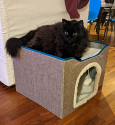 Lost Female Cat last seen Madison & 36th, Portland, OR 97214