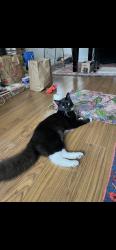 Reunited Male Cat last seen Near Timberline Ln, Walnut, CA 91789, USA, Walnut, CA 91789