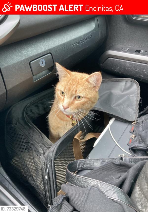 Lost Male Cat last seen Clark Ave & Puebla St in Encinitas, CA, Encinitas, CA 92024