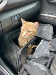Lost Male Cat last seen Clark Ave & Puebla St in Encinitas, CA, Encinitas, CA 92024