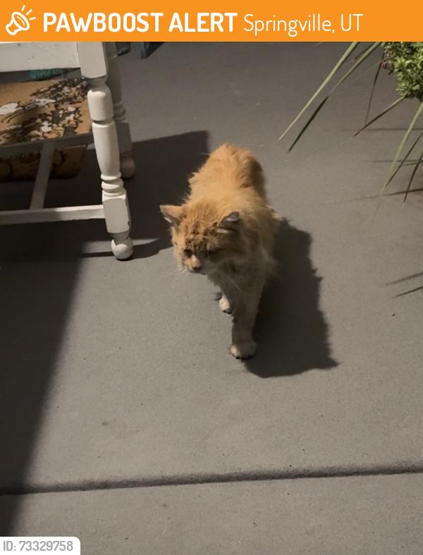 Found/Stray Unknown Cat last seen Seasons way Springville utah, Springville, UT 84663