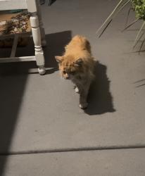 Found/Stray Unknown Cat last seen Seasons way Springville utah, Springville, UT 84663