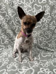 Reunited Female Dog last seen Near Mann St, Las Vegas, NV 89141, USA, Las Vegas, NV 89141