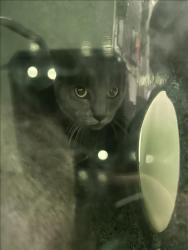 Shelter Stray Male Cat last seen , 1850 W 60th St, Los Angeles, CA 90047, USA