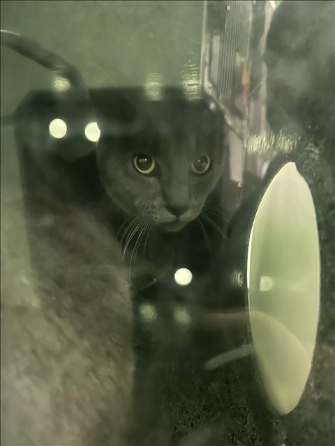 Shelter Stray Male Cat last seen , 1850 W 60th St, Los Angeles, CA 90047, USA