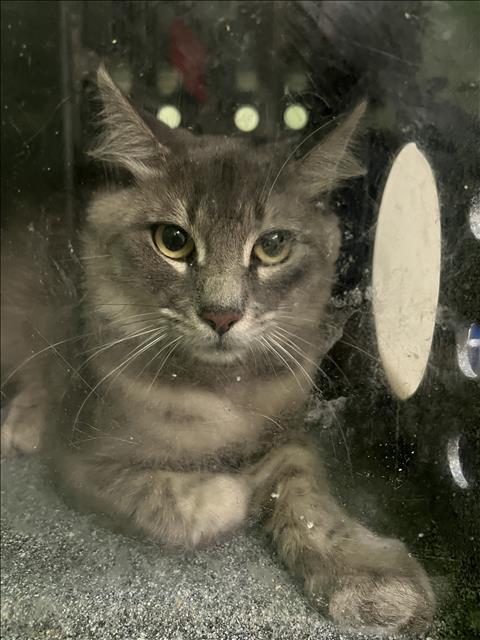 Shelter Stray Male Cat last seen , 1850 W 60th St, Los Angeles, CA 90047, USA