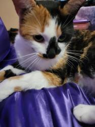 Found/Stray Female Cat last seen Calvin & College Rd., Raleigh, NC 27605