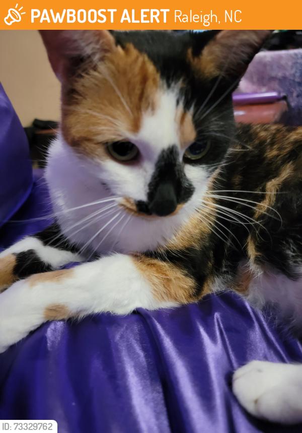 Found/Stray Female Cat last seen Calvin & College Rd., Raleigh, NC 27605