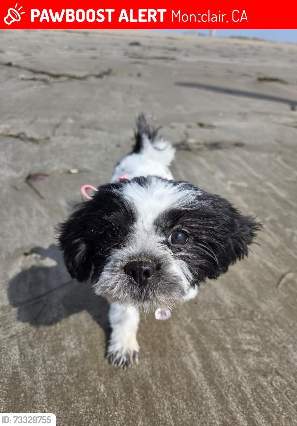 Lost Female Dog last seen Near Bandera st y Monte vista ave, Montclair, CA 91763