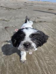 Lost Female Dog last seen Near Bandera st y Monte vista ave, Montclair, CA 91763