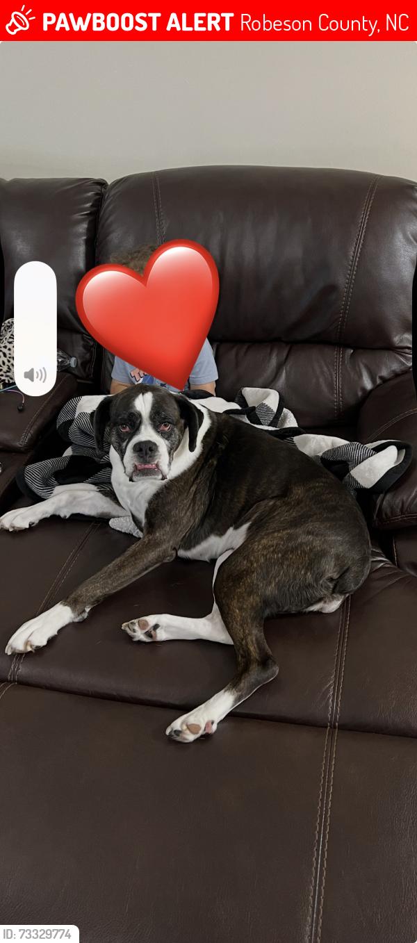 Lost Female Dog last seen Eddie Rd, Robeson County, NC 28372