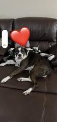 Lost Female Dog last seen Eddie Rd, Robeson County, NC 28372