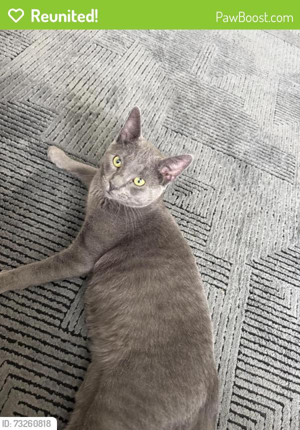 Reunited Male Cat last seen Wildspring and haligus, Lake in the Hills, IL 60156
