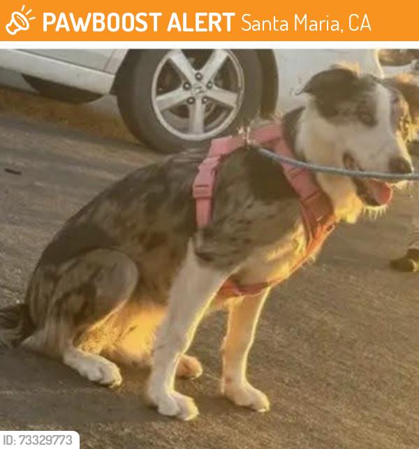 Surrendered Female Dog last seen Robert Lane and N Western Ave, Santa Maria, CA 93458