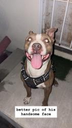Reunited Male Dog last seen Between Patrick Henry Middle School and Granada TK-8 schools on Hiawatha, Los Angeles, CA 91344