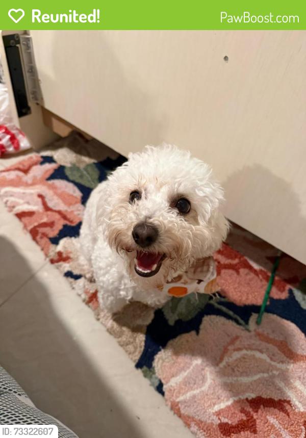 Reunited Female Dog last seen Mountain Ave and Irvington Rd, Tucson, AZ 85706