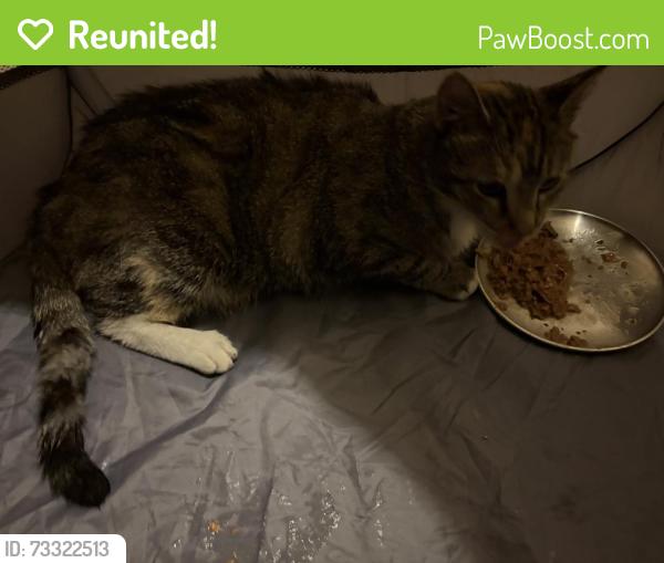Reunited Female Cat last seen Parkland and Uptown Ave, Broomfield, CO 80021
