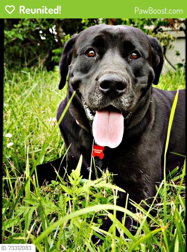 Reunited Male Dog last seen Near E 73rd St, KC MO 64131, Kansas City, MO 64131