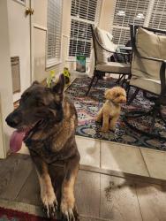 Reunited Male Dog last seen Paradise and Davenport, Paradise Hills, NM 87114