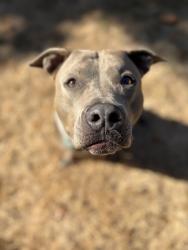 Found/Stray Female Dog last seen N Edison @ N Reno, Portland, OR 97203
