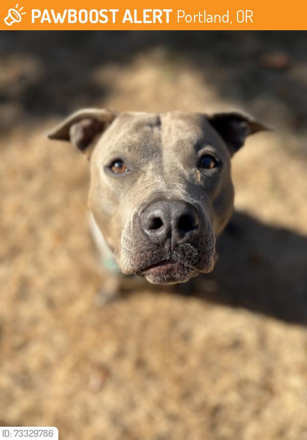 Found/Stray Female Dog last seen N Edison @ N Reno, Portland, OR 97203