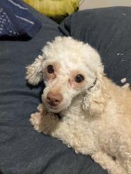 Reunited Female Dog last seen Providence Baptist Church, Atlanta, GA 30337