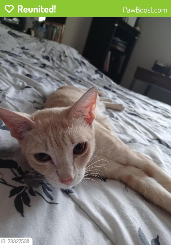 Reunited Female Cat last seen By cemetery off Country Club, Mesa, AZ 85210