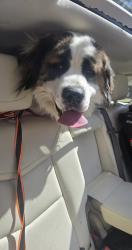 Lost Male Dog last seen NAA, Houston, TX 77002