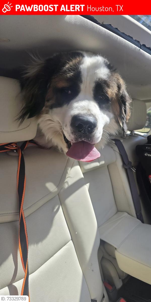 Lost Male Dog last seen NAA, Houston, TX 77002