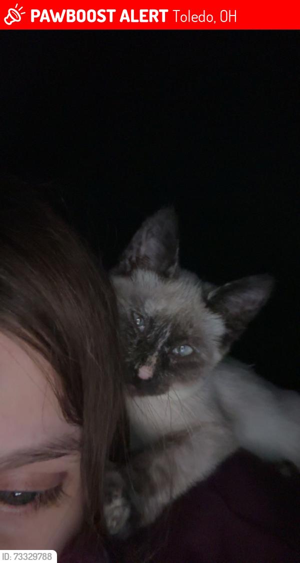 Lost Female Cat last seen Porch, Toledo, OH 43609