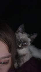 Lost Female Cat last seen Porch, Toledo, OH 43609