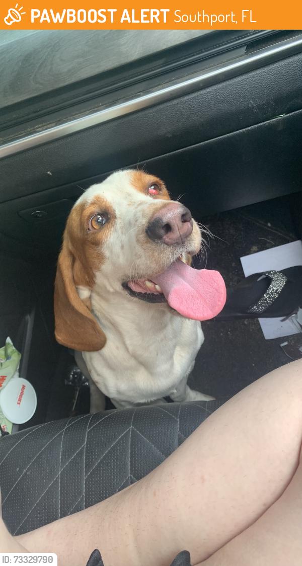 Found/Stray Male Dog last seen Court Martial, Southport, FL 32409