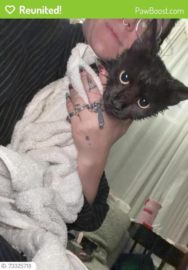 Reunited Female Cat last seen Rippey and Euclid, Pittsburgh, PA 15206