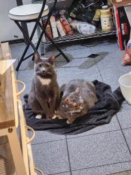Lost Male Cat last seen Harley Knox and Webster, Mead Valley, CA 92570