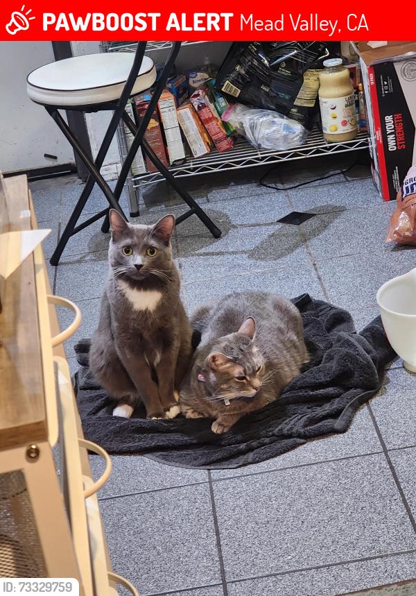 Lost Male Cat last seen Harley Knox and Webster, Mead Valley, CA 92570