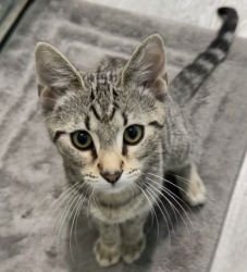 Lost Male Cat last seen Perry Ave or saco lowell rd, Greenville, SC 29601