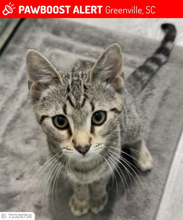 Lost Male Cat last seen Perry Ave or saco lowell rd, Greenville, SC 29601