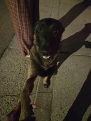 Found/Stray Male Dog last seen Campbell and Mitchell, Riverside, CA 92501