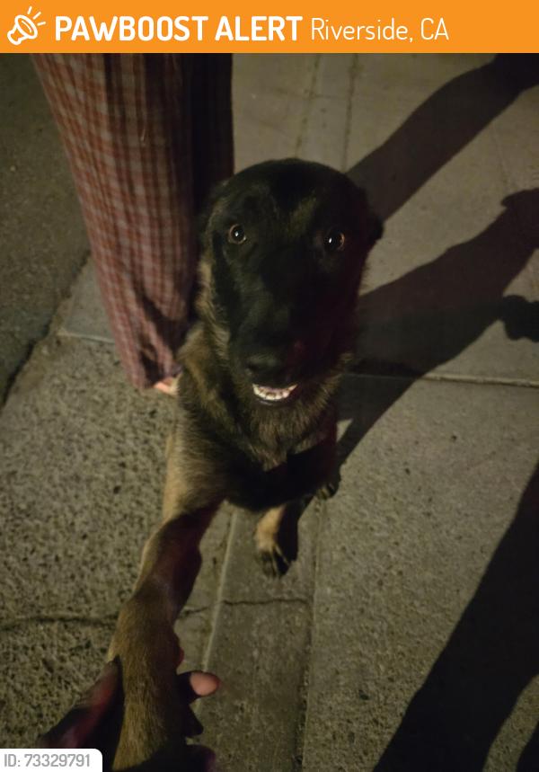 Found/Stray Male Dog last seen Campbell and Mitchell, Riverside, CA 92501